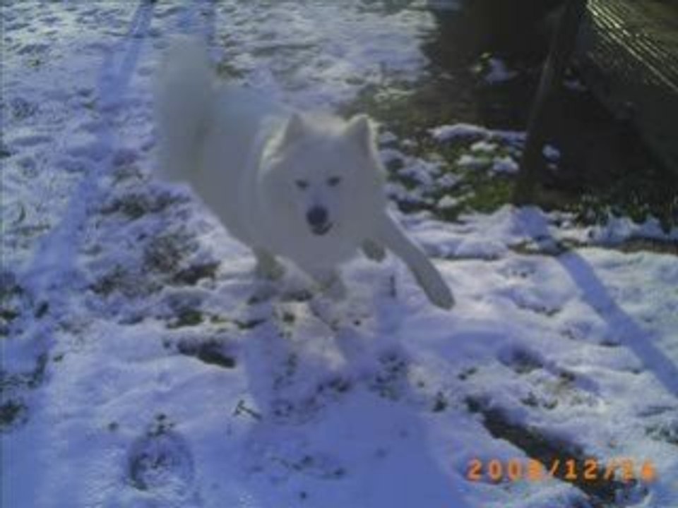 my samoyed Audin