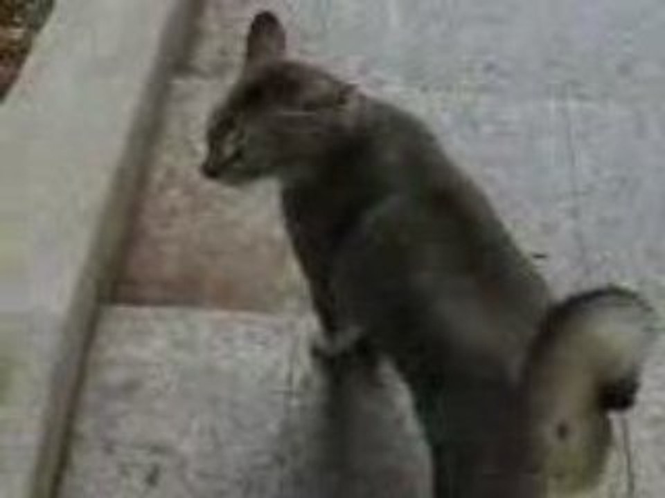 Kitty stalker