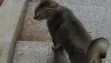 Kitty stalker