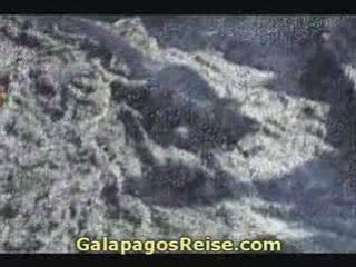 The Galapagos Islands - Video Blog Part 4