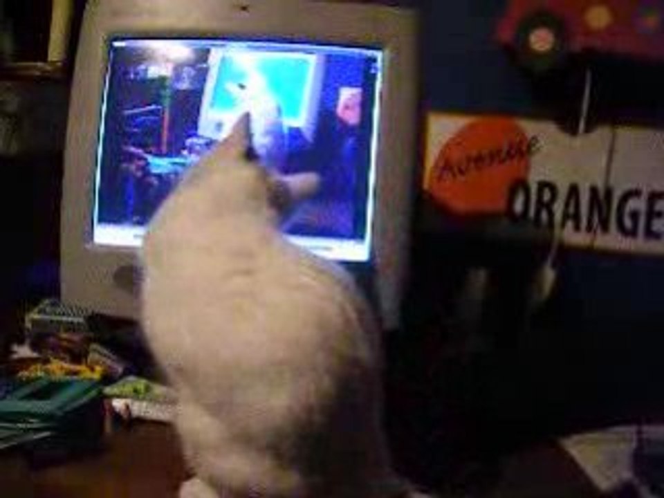 chat