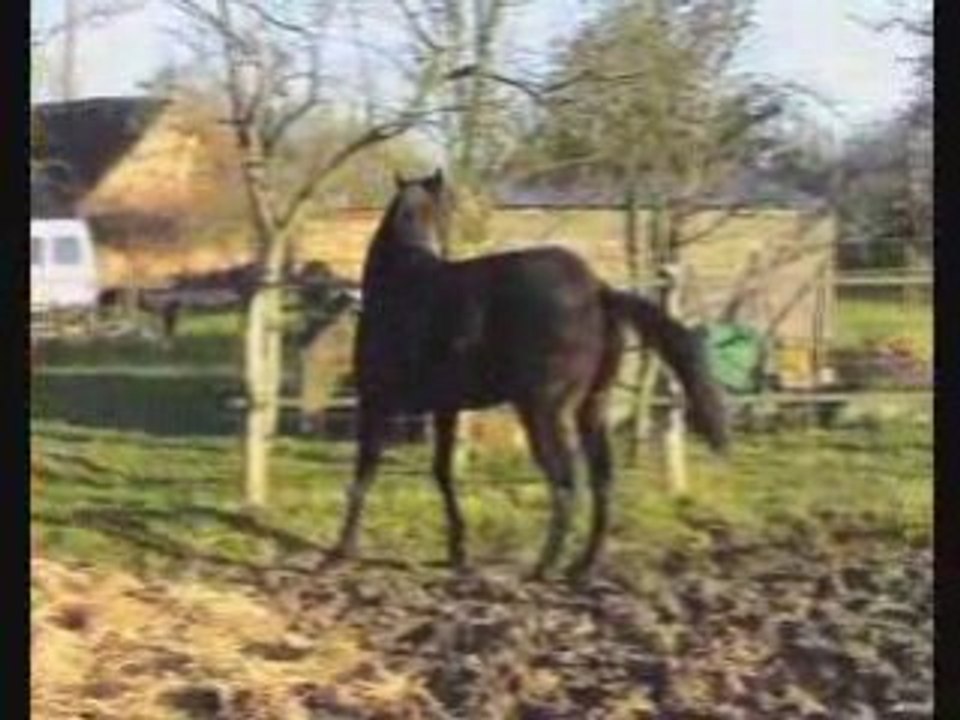 Quatuor, Kirikou, la moto...