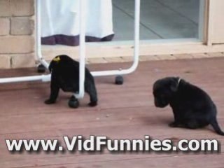Adorable Labrador Puppies Playing Together