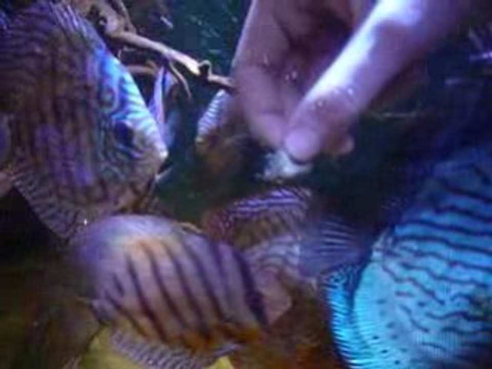 Ils ont faim les didis