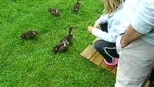 Duckkies op bezoek