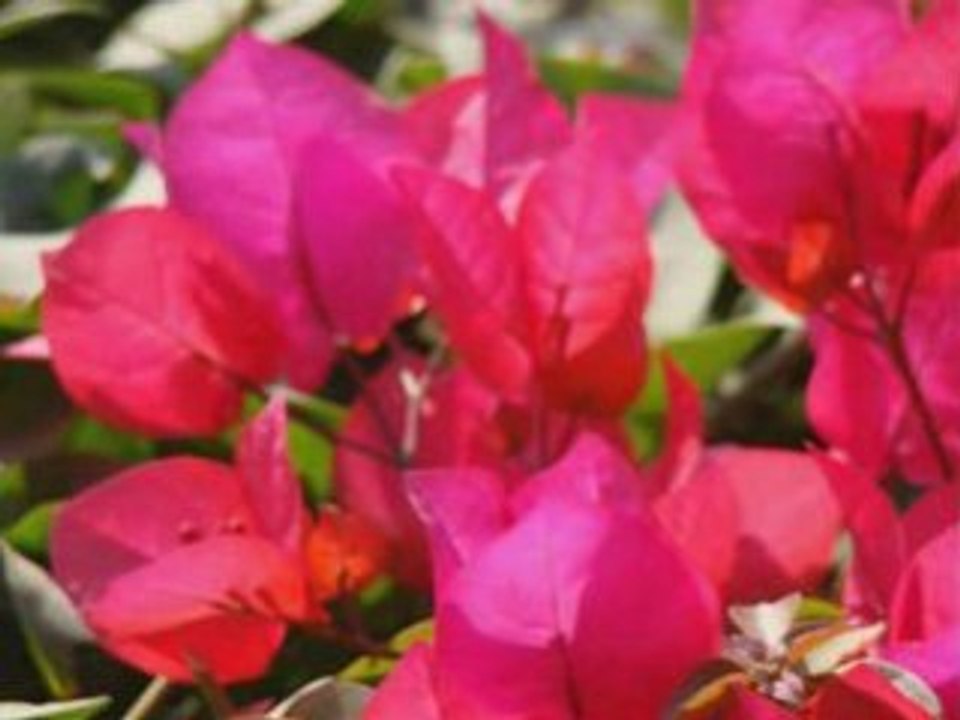 Bouquet indien