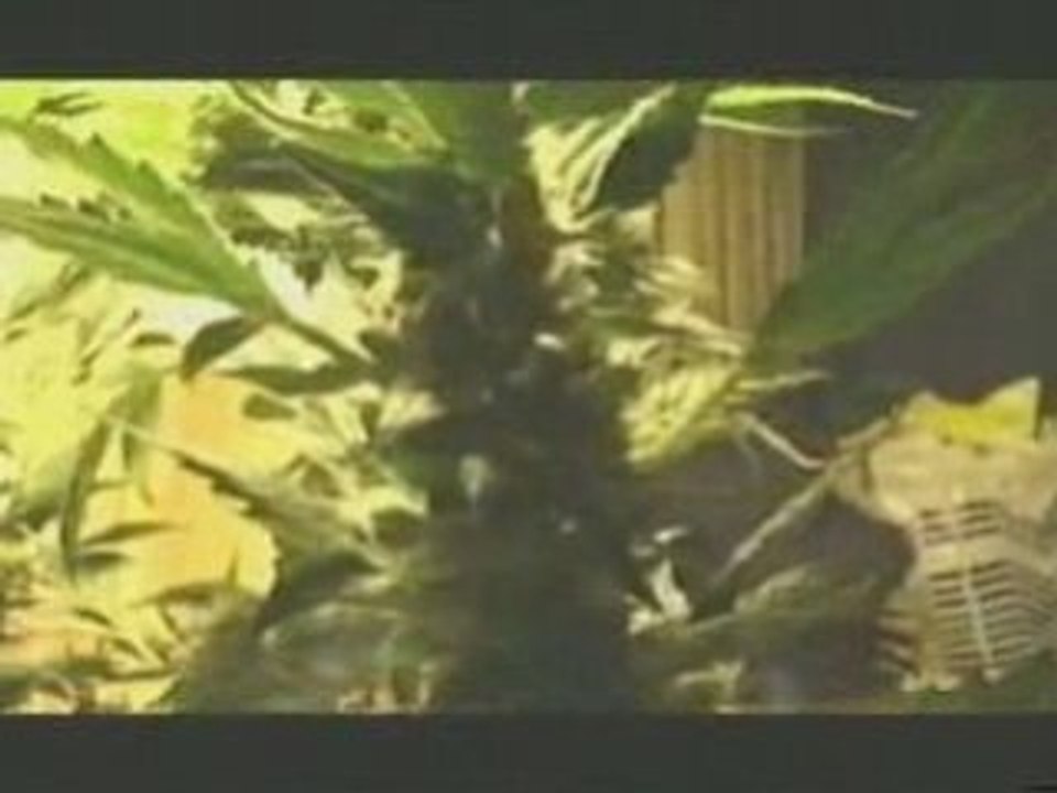 Arestation lim new exé drogue !!!