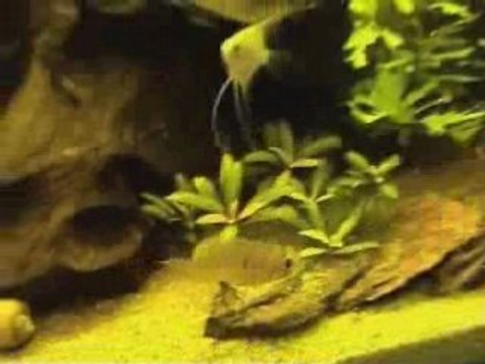 450l amazonien ou presque :)