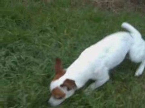 Mon ptit jack russel