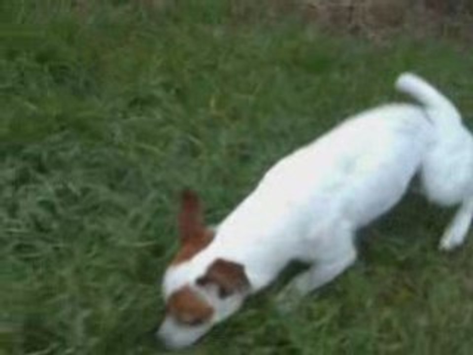 Mon ptit jack russel