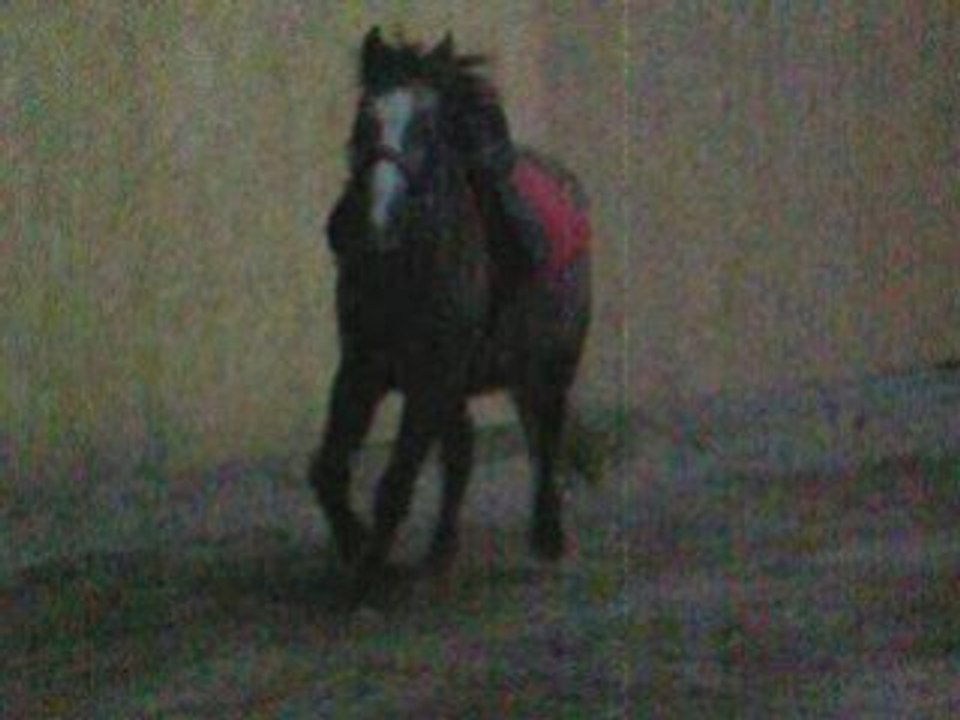 _ horse riidiing _
