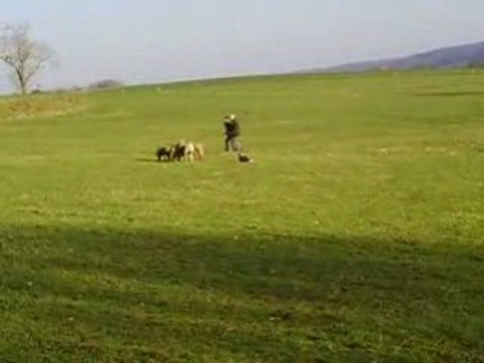 Caho au troupeau chez François le 03/01/2009