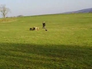 Caho au troupeau chez François le 03/01/2009