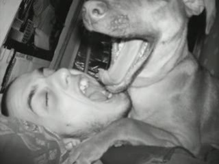 Kaya Amstaff croisé Labrador 4mois
