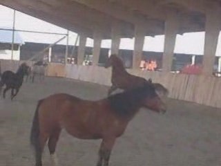 Les poneys 7 janvier