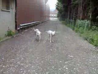 Psyco se fait promener par sa  chérie