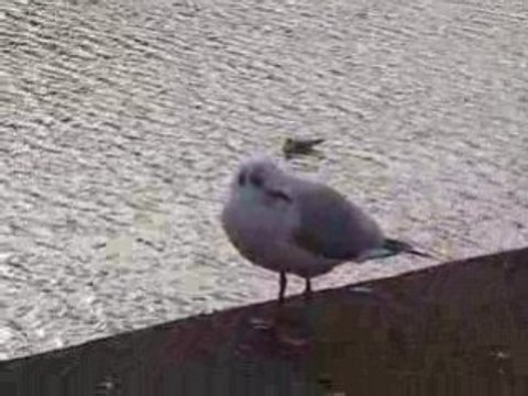 Pornic : mouette rieuse