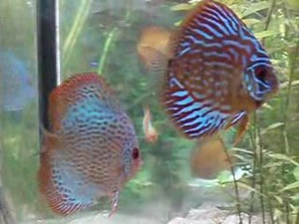 Parade discus 02