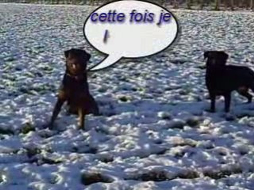 Rottweiler -Balzac et Rhapsodie jeux de neiges.