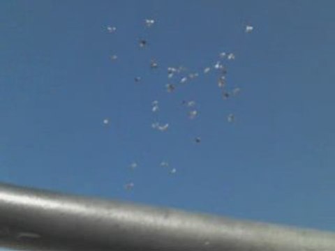 filo uçucularım ( fehmi ateş ) guvercinurfa.com