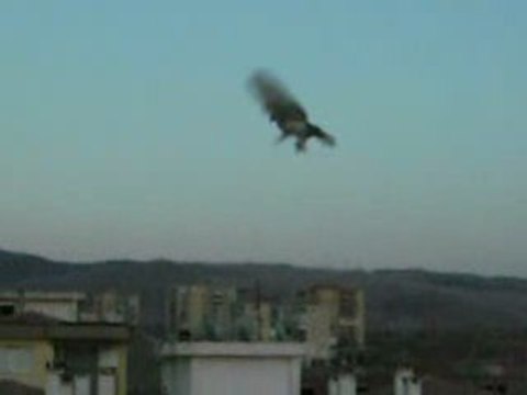Gök yavru başcavuş