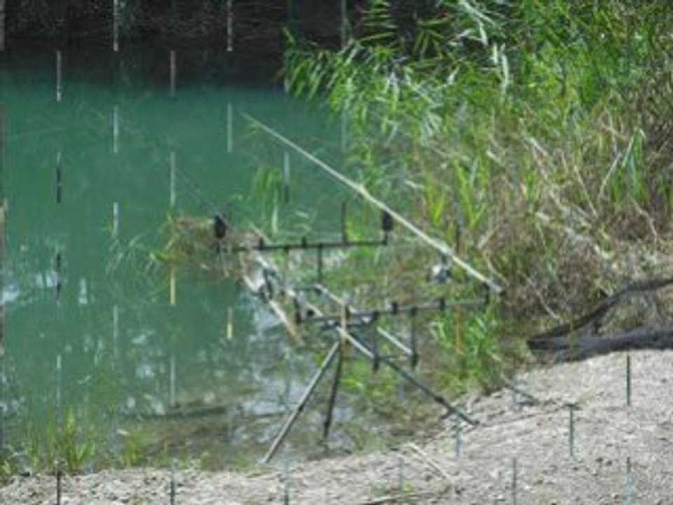 Carp session