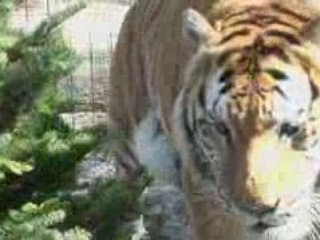 LIONS TIGERS - Big cat christmas!