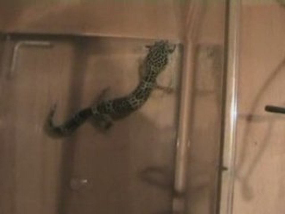 Gecko vs Spider