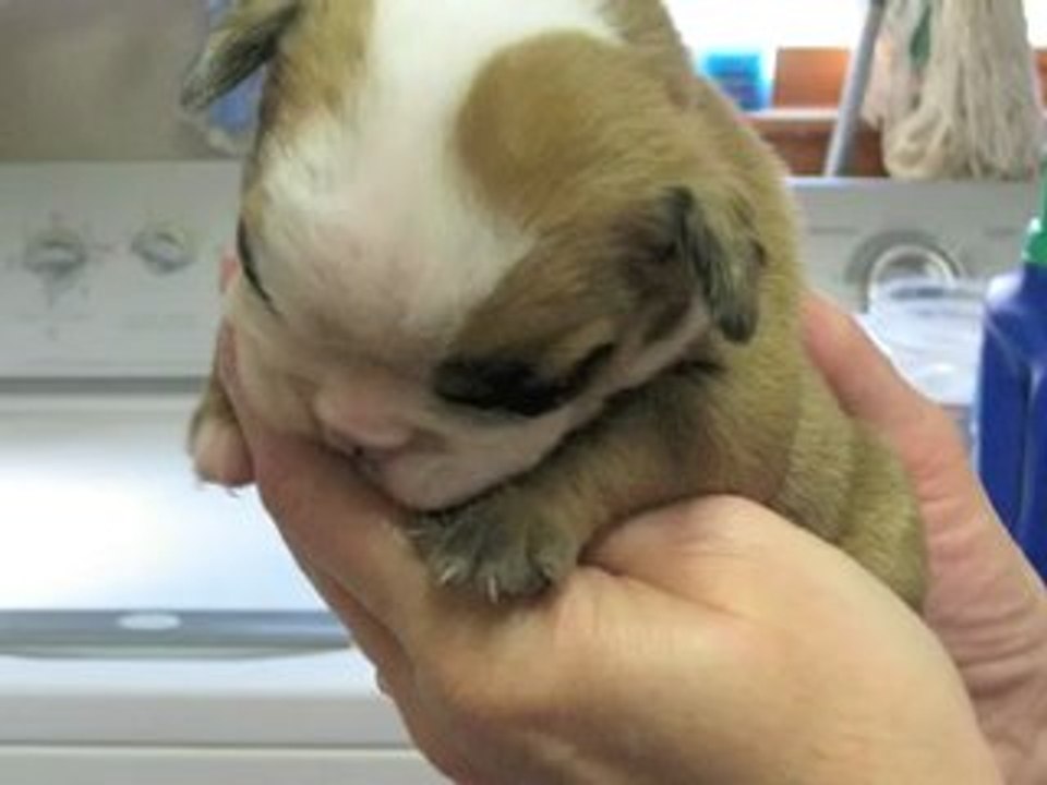 Chloe's Two Week Litter