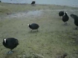 Lac gelé Film