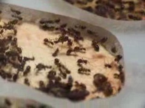 Gyne Lasius emarginatus