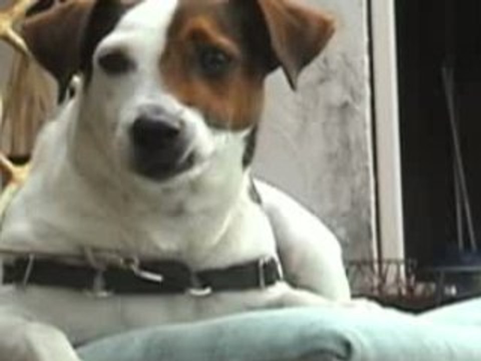 Dramatic Dog 2009