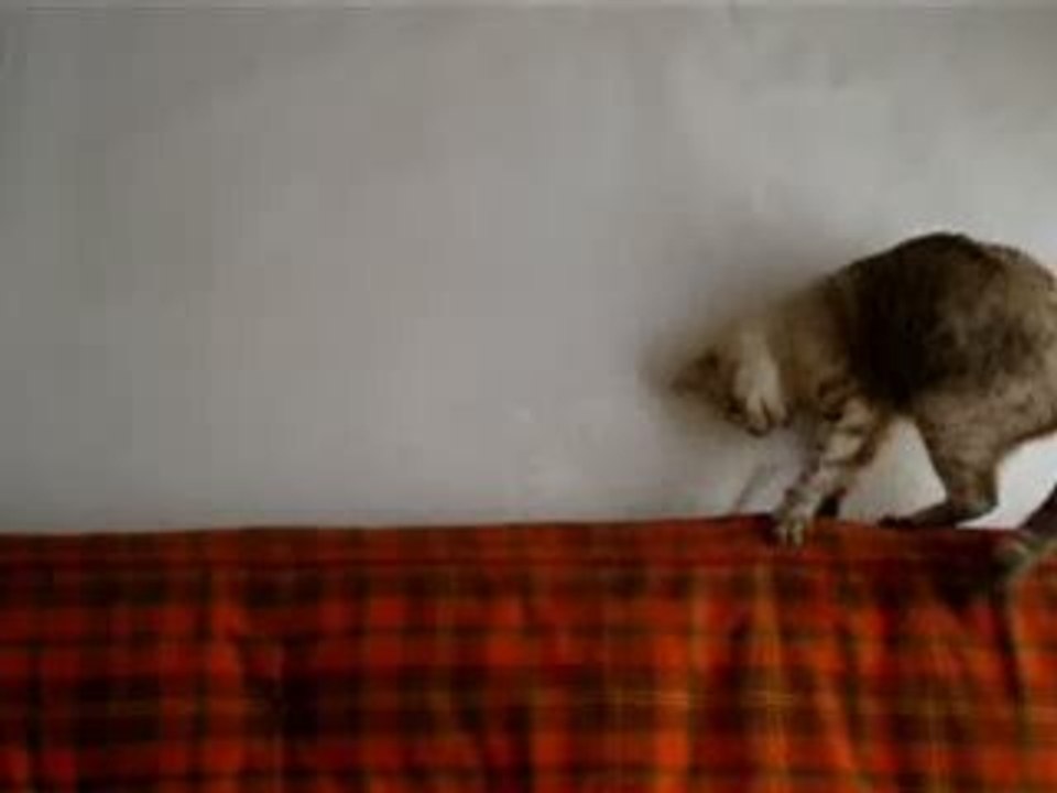 Dune - SpiderCat
