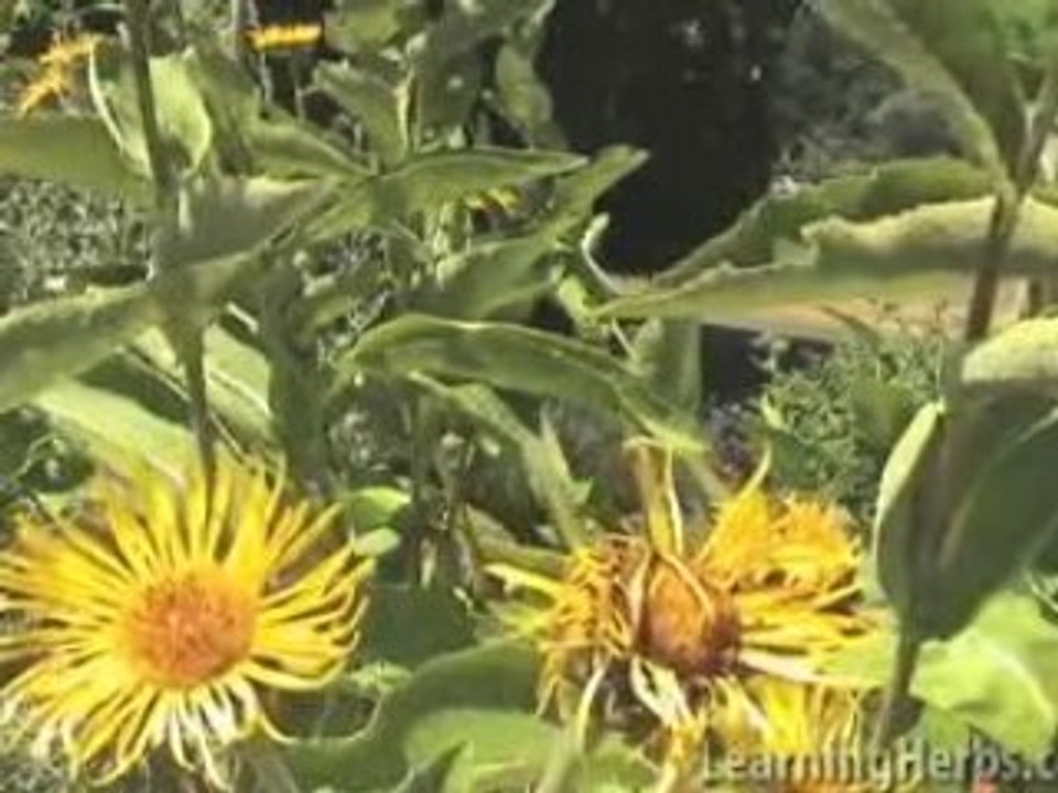 Elecampane: Inula helenium