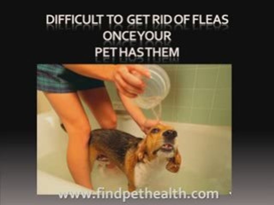 How to get rid of fleas on your cat and house