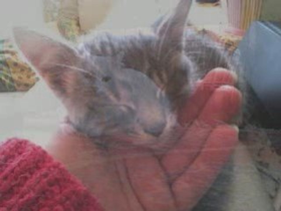 Chats images