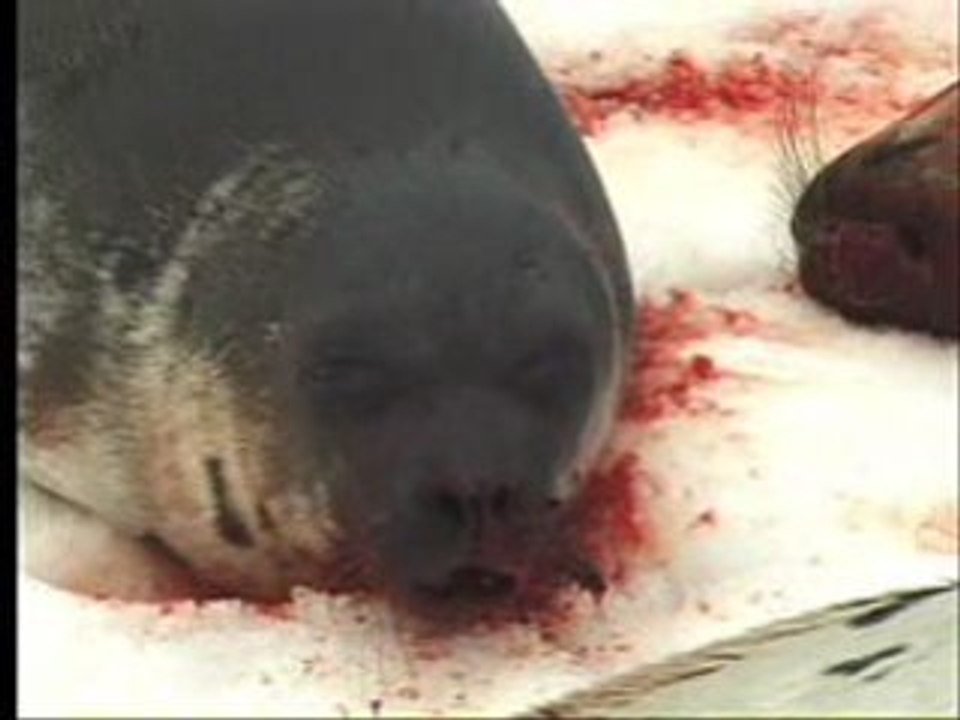 Canada massacre des phoques (pétition)