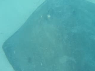 Antigua. La Baie des Raies 2 (déc. 2008)