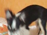 Dina Chihuahua qui joue