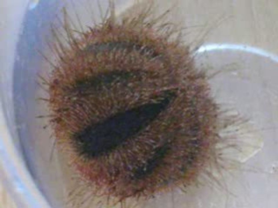 Mvi_0971