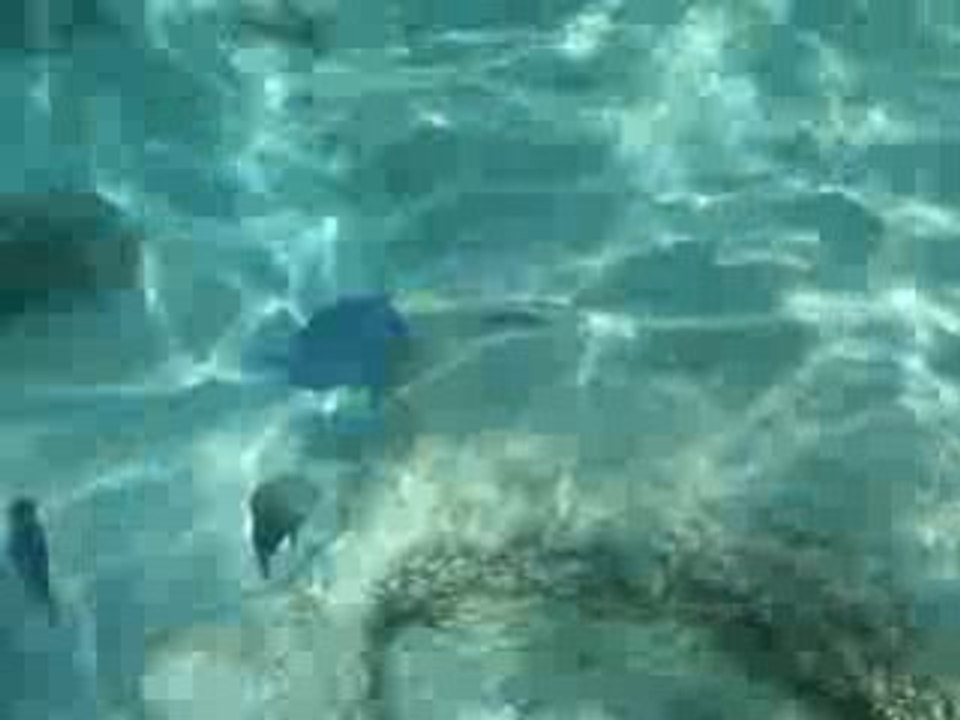 Iles Vierges (Virgin islands) - Virgin Gorda (déc. 2008)