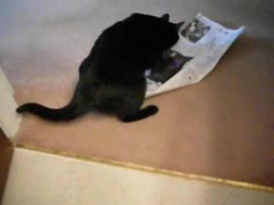 My cat playing through the door