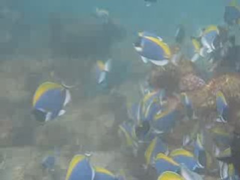Poissons chirurgiens à l'heure du repas...