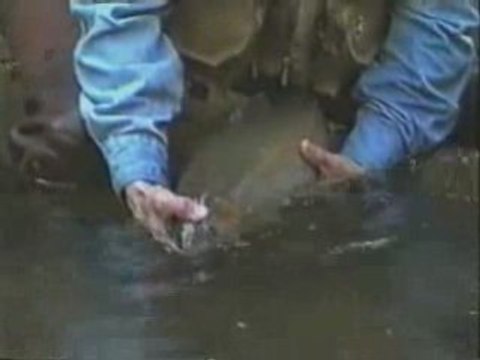 Fly Fishing in Georgia, Georgia Fly Fishing