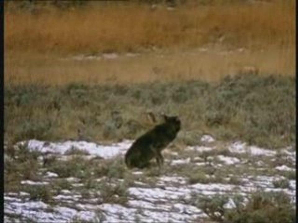 La revanche des loups Partie 5