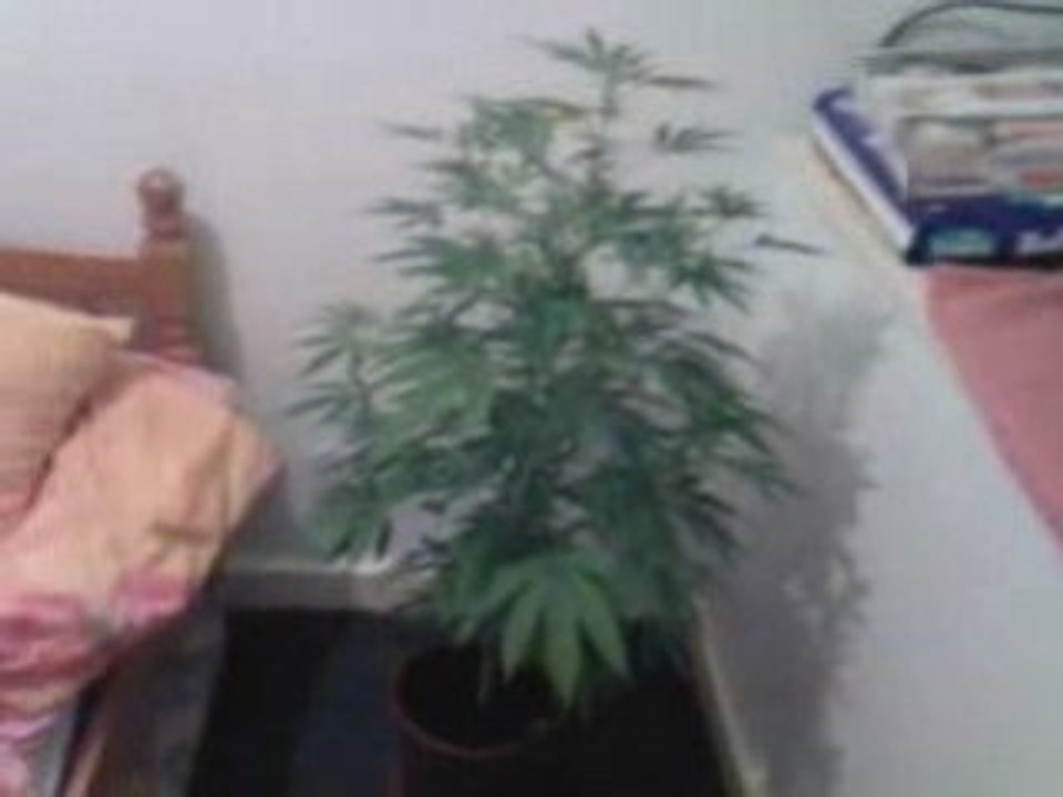Indoor Homegrown Weed