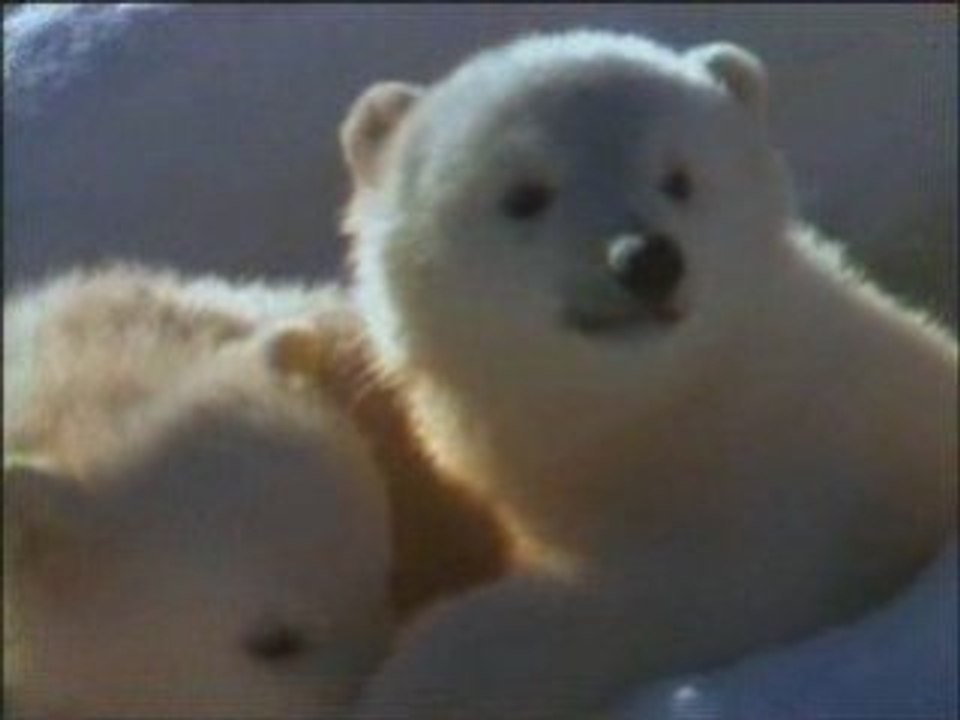 L'ours polaire Partie 2