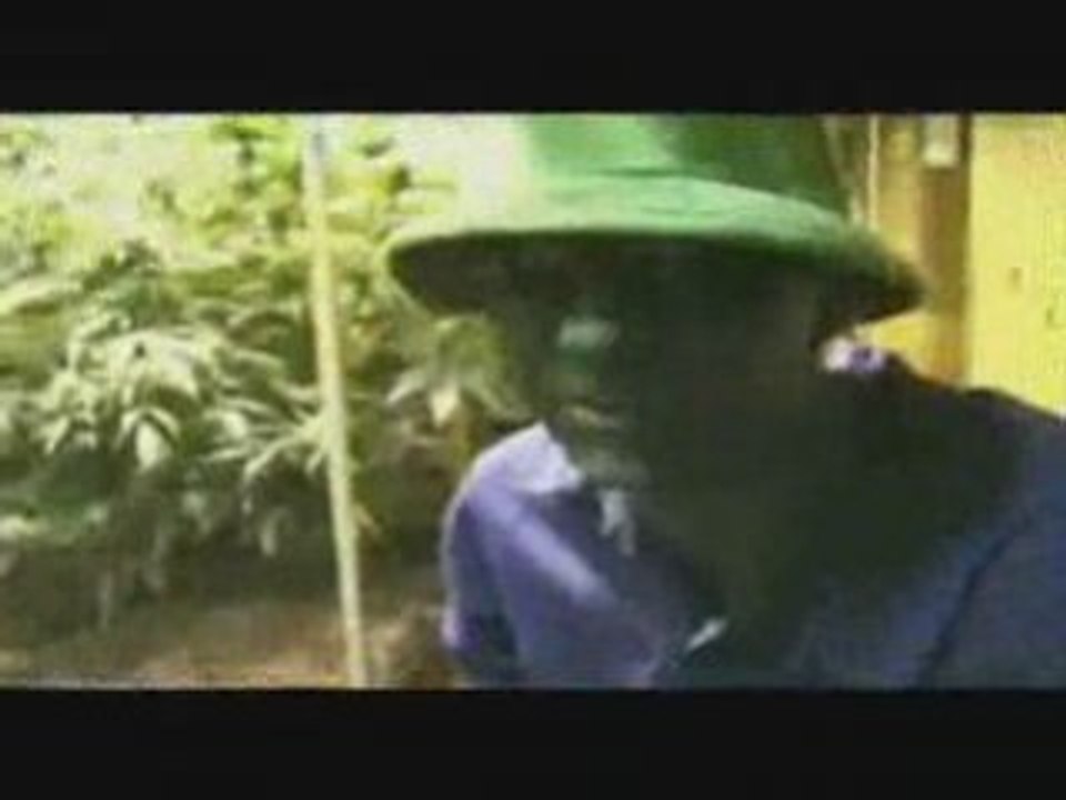 Indoor Hydro Ak47x White widow Grow