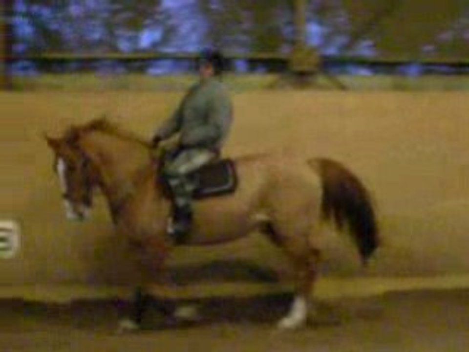 dressage Trot