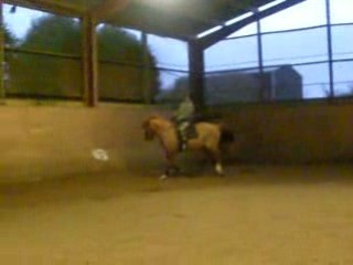 dressage galop